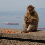 monkey-gibraltar