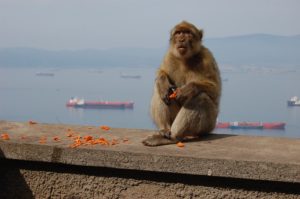 monkey gibraltar