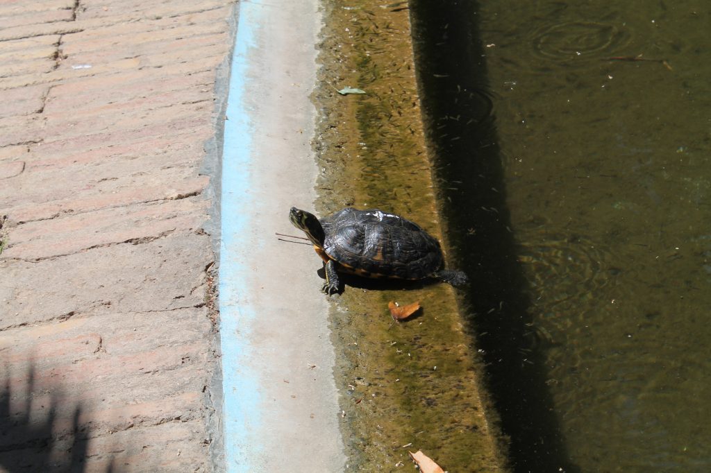 turtle in barcelona