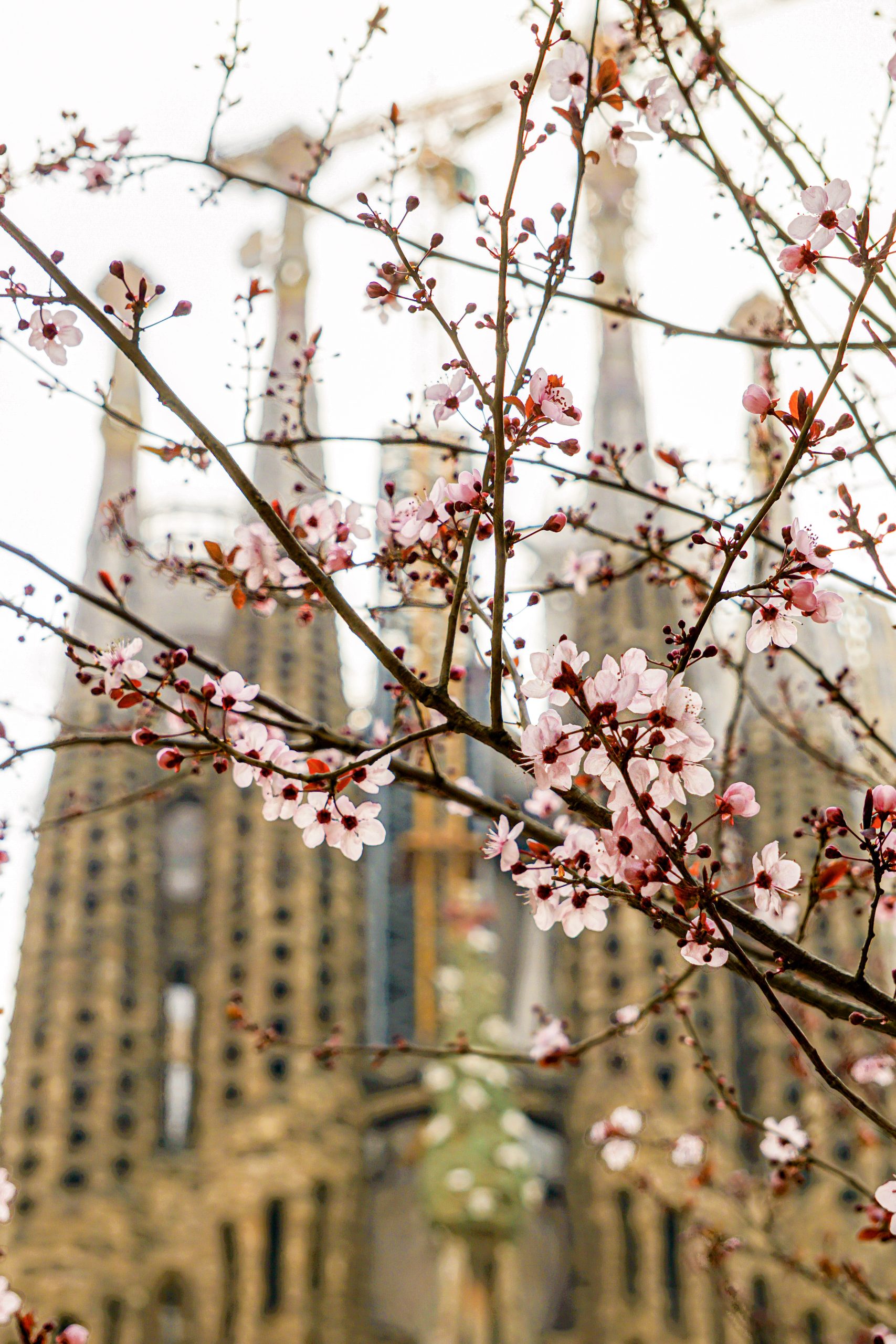 Sagrada Familia seen through spring blossom branches