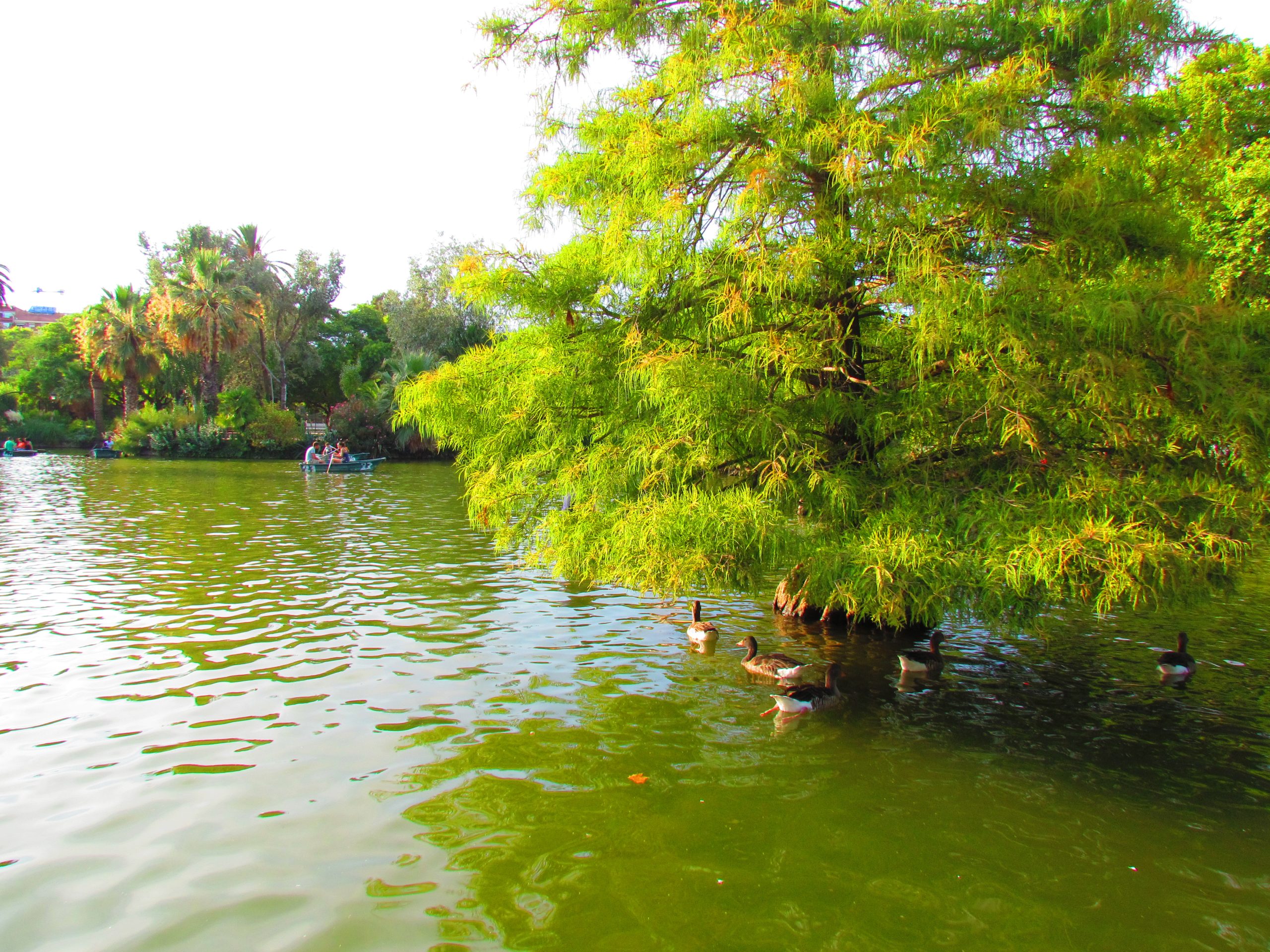 Ciutadella lake with trees, ducks and rowing boats in Barcelona.