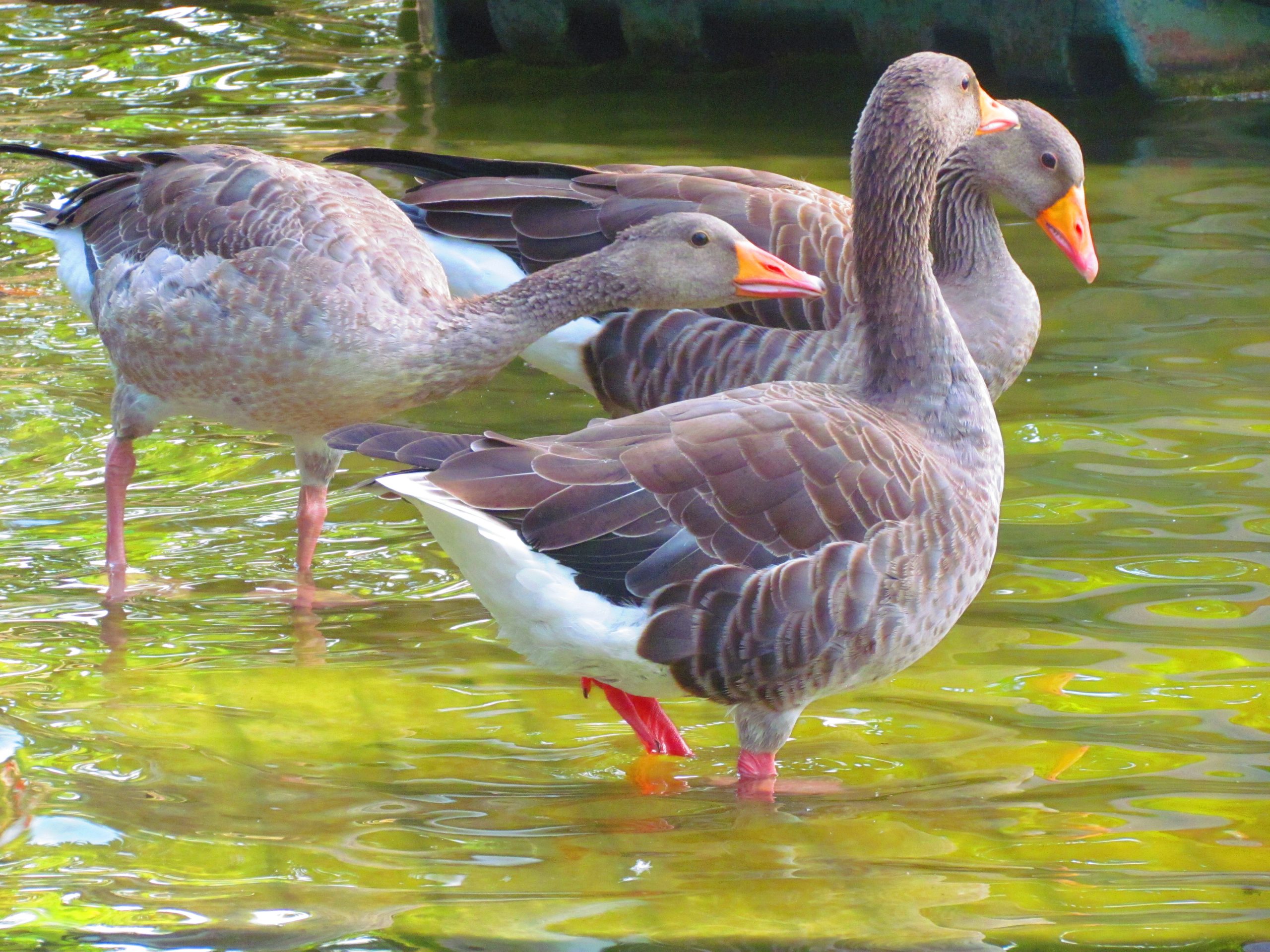 Geese standing in the lake at Parc de la Ciutadella.