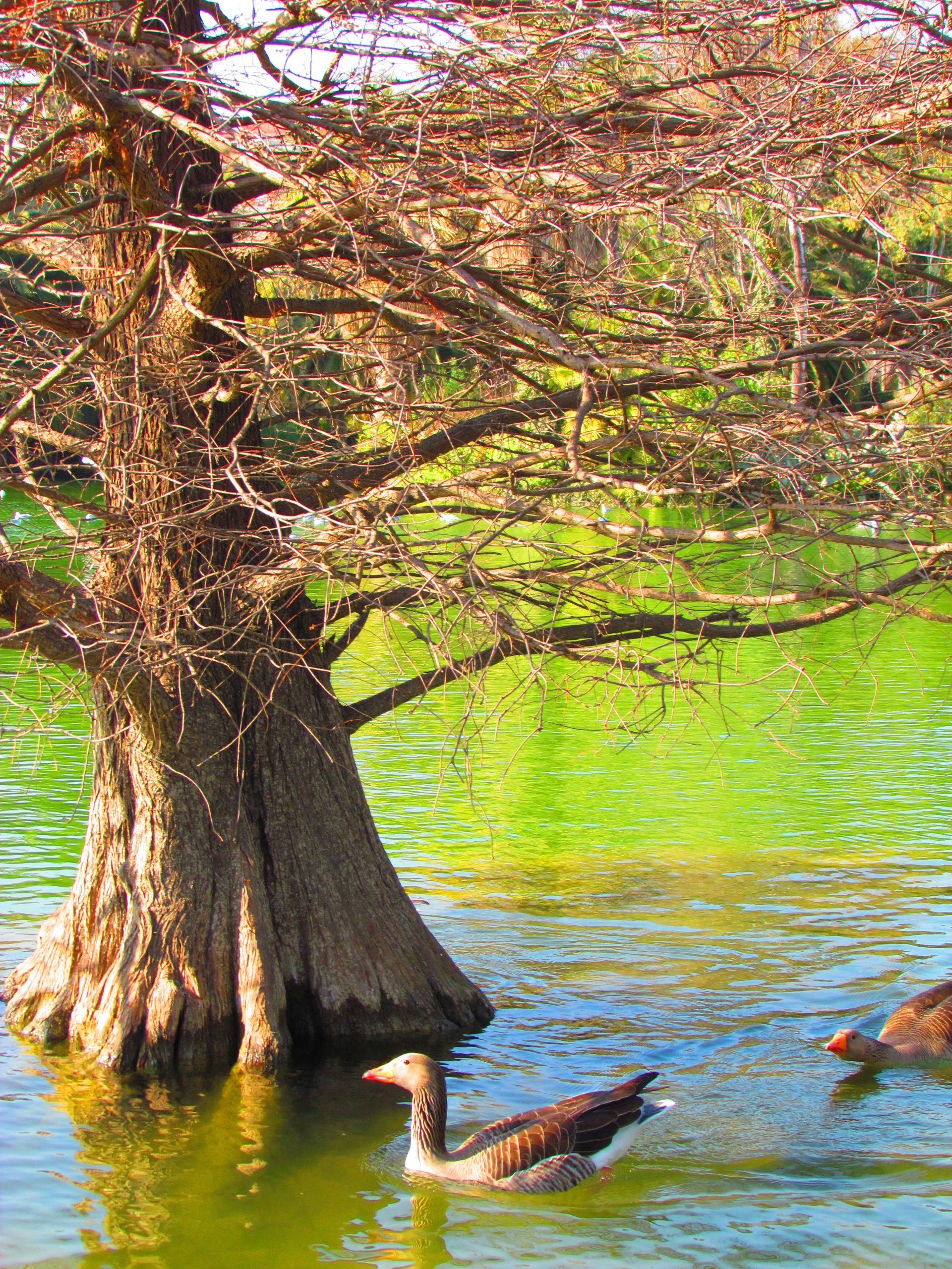 Tree and lake reflections in Parc de la Ciutadella.
