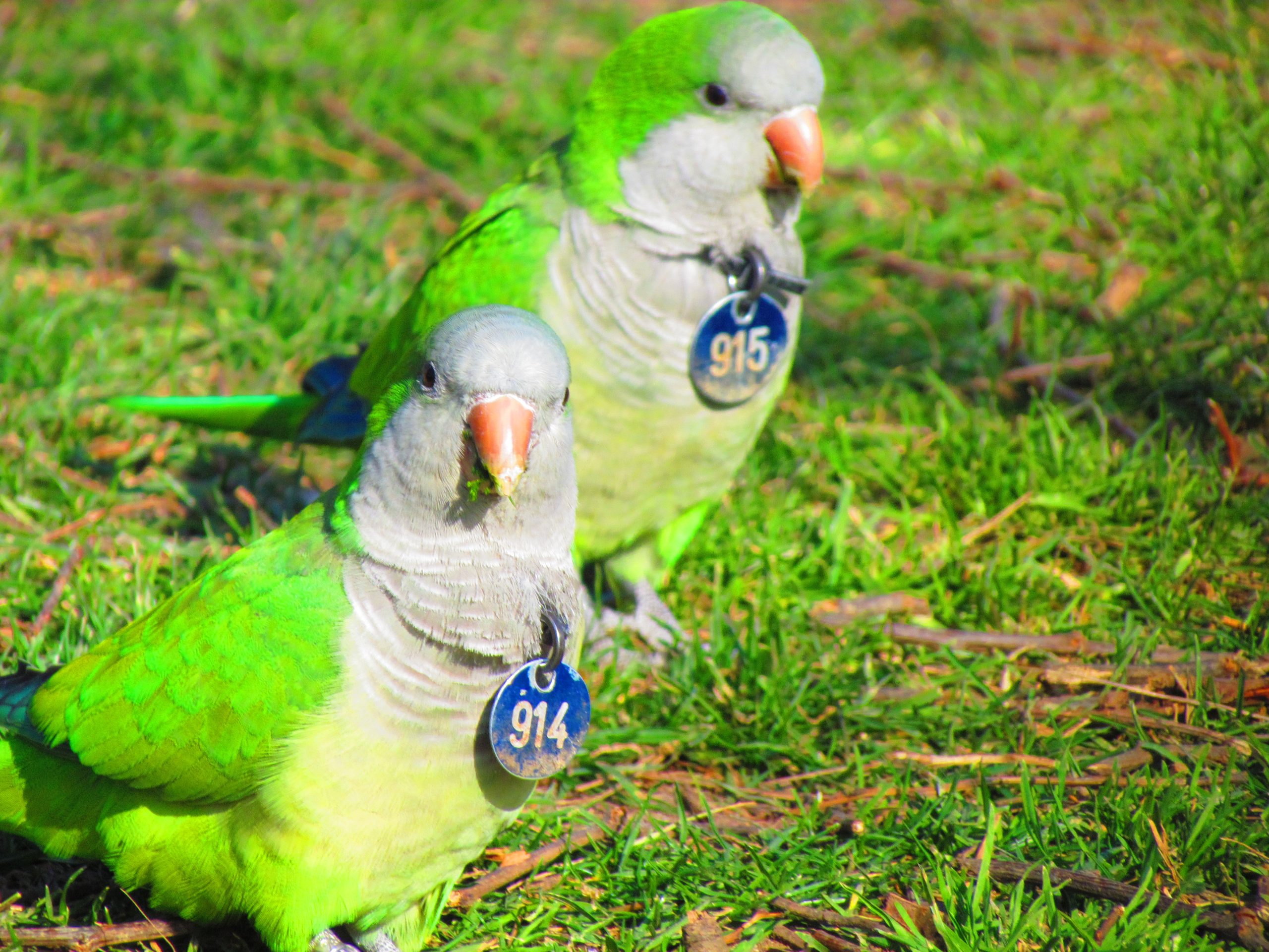 Green parakeets in Parc de la Ciutadella.